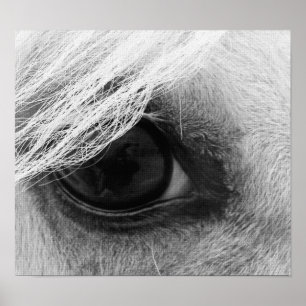 Póster Ojo de caballo en blanco y negro