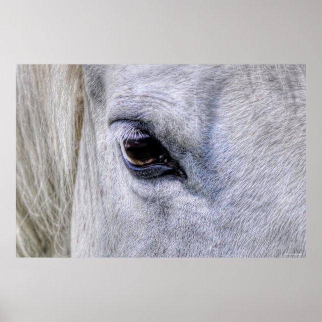 Póster Ojo de caballo Rancho Blanco Mare Foto (Frente)
