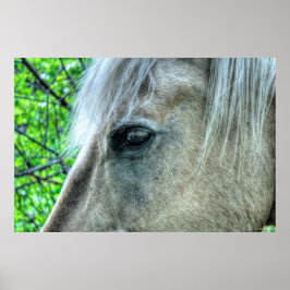 Póster Ojo de caballo Rancho Blanco Mare Foto 2