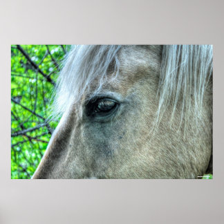 Póster Ojo de caballo Rancho Blanco Mare Foto 2