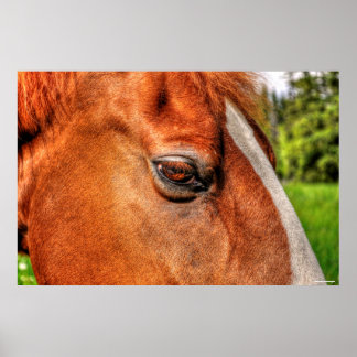 Póster Ojo de castaño galvando equino de caballo foto 2