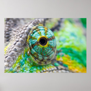 Póster Ojo de Chameleon