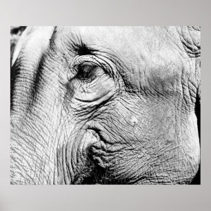 Póster Ojo de Elefante, 2017