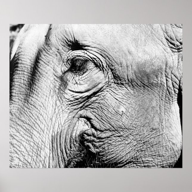 Póster Ojo de Elefante, 2017 (Frente)