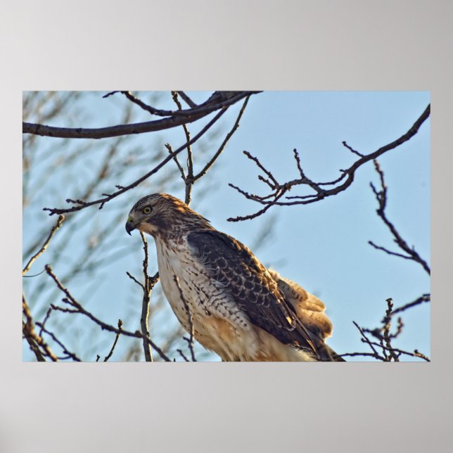 Póster Ojo de halcones (Frente)