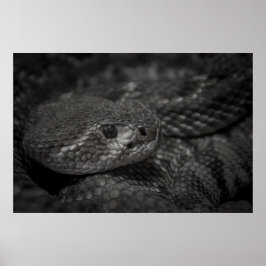 Póster ojo de la serpiente