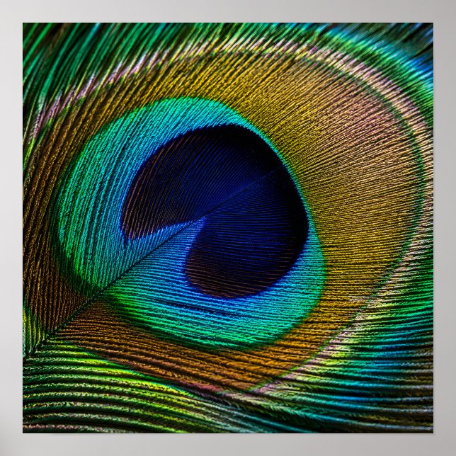Póster Ojo de pluma de pavo real (Frente)