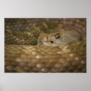 Póster ojo de serpiente