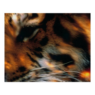 Póster Ojo de Tigre Dorado Primer Plano Fauna