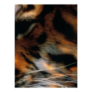 Póster Ojo de Tigre Dorado Primer Plano Fauna