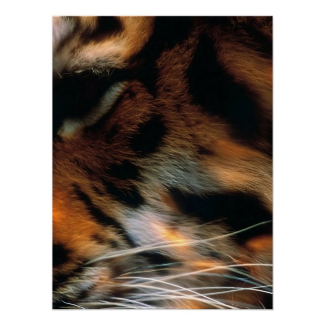 Póster Ojo de Tigre Dorado Primer Plano Fauna  (Anverso)