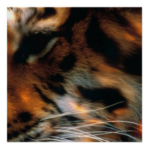 Póster Ojo de Tigre Dorado Primer Plano Fauna