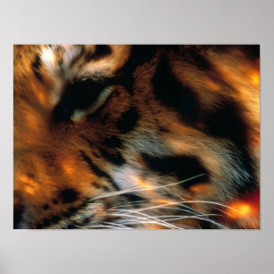 Póster Ojo de Tigre Dorado Primer Plano Fauna