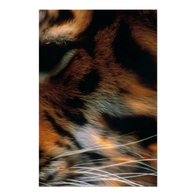 Póster Ojo de Tigre Dorado Primer Plano Fauna  (Anverso)