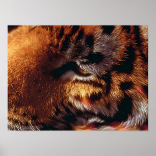 Póster Ojo de Tigre Dorado Primer Plano Fauna
