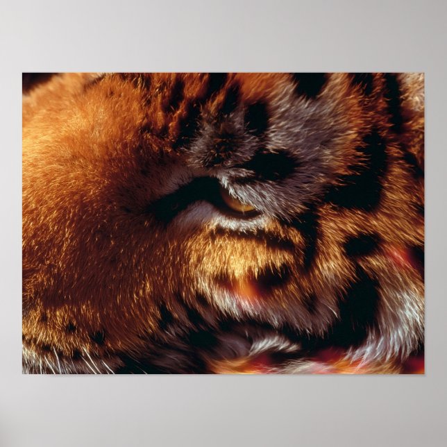 Póster Ojo de Tigre Dorado Primer Plano Fauna  (Frente)