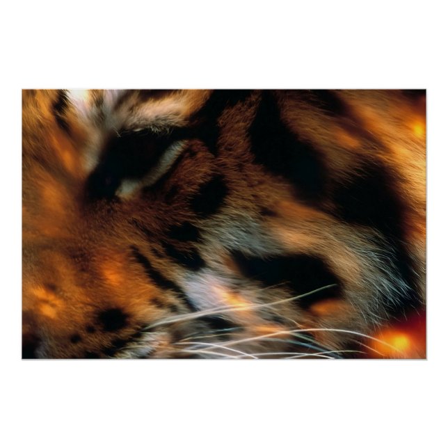 Póster Ojo de Tigre Dorado Primer Plano Fauna  (Anverso)