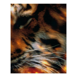 Póster Ojo de Tigre Dorado Primer Plano Fauna
