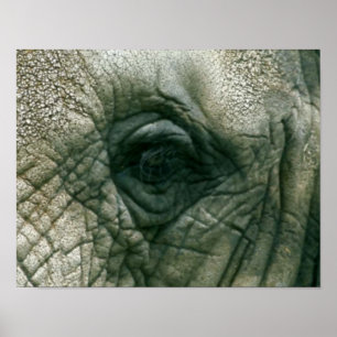 Póster Ojo del elefante