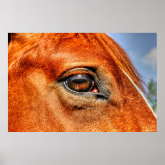 Póster Ojo del equino de caballo rojo Dun Mare