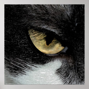 Póster Ojo del tigre