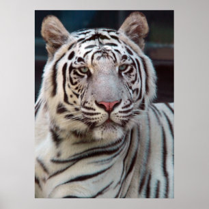 Póster Ojo del tigre