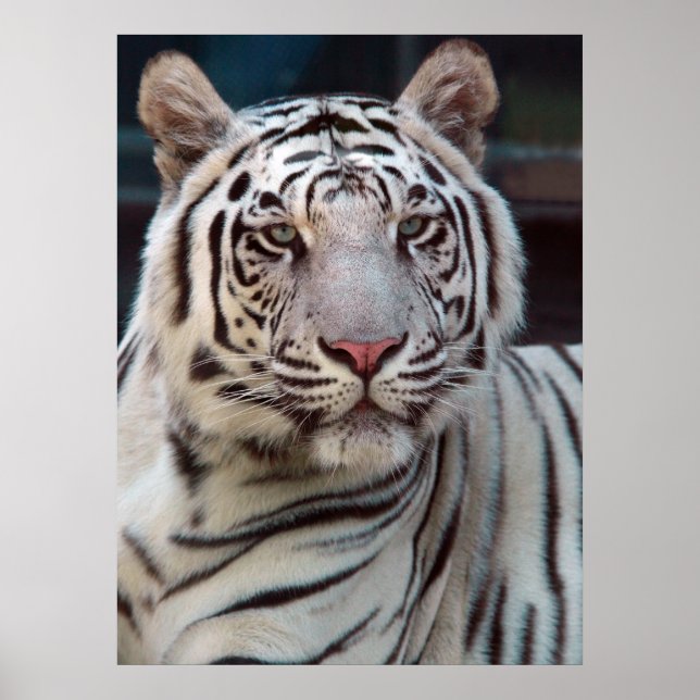 Póster Ojo del tigre (Frente)