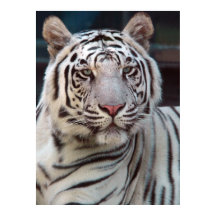 Ojo del tigre