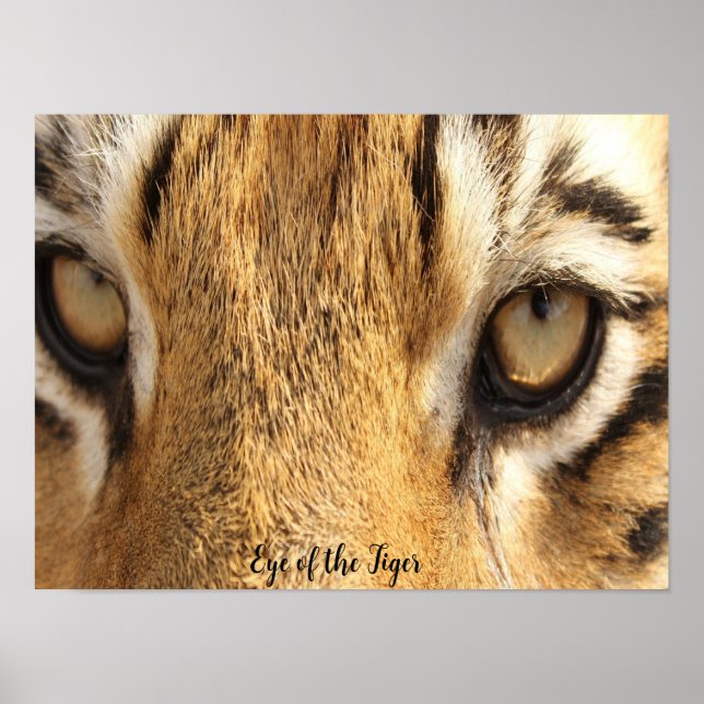 Póster Ojo del Tigre Gran Felino (Frente)