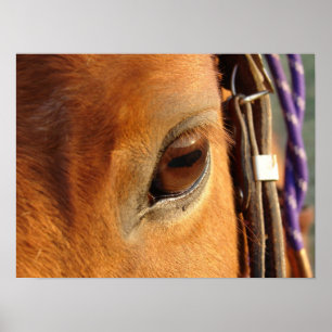 Póster Ojo escocés