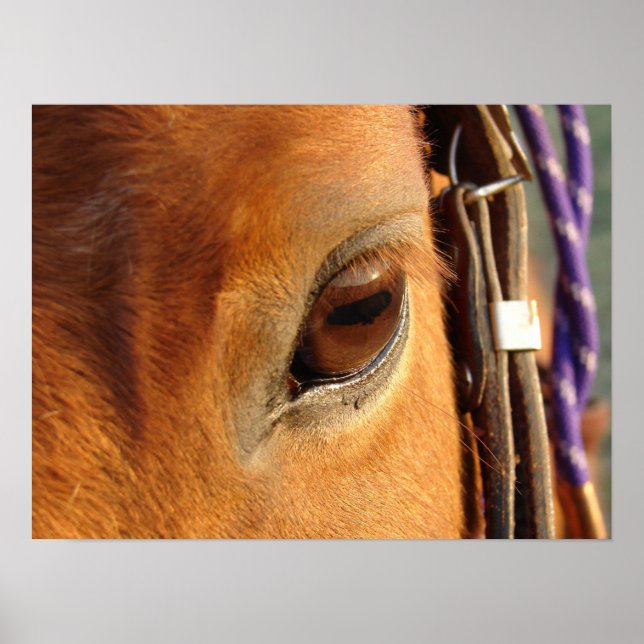 Póster Ojo escocés (Frente)