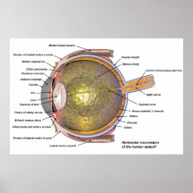 Ojo humano