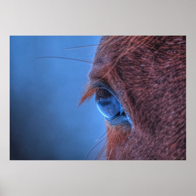 Póster Ojo suave de un amoroso caballo de acedera (Frente)
