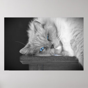 Póster Ojos azules,