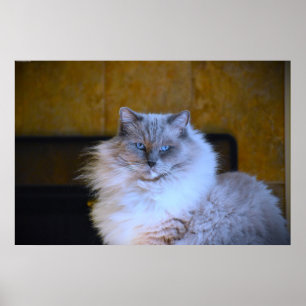 Póster Ojos azules,