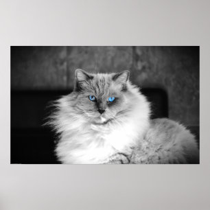 Póster Ojos azules,