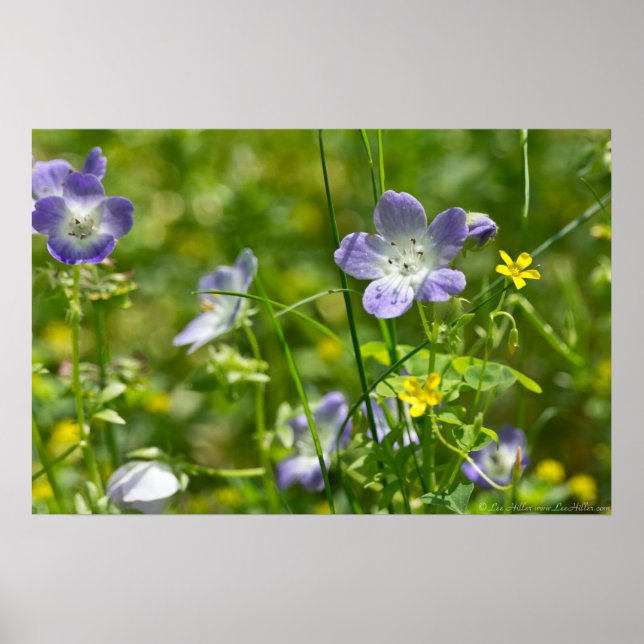 Póster Ojos azules bebés y Poster de flores silvestres am (Frente)