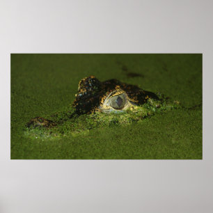 Póster Ojos cocodrilos