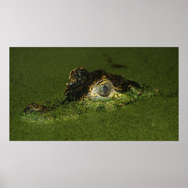 Póster Ojos cocodrilos (Frente)