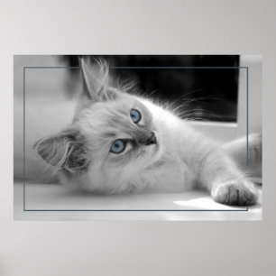 Póster Ojos coloreados, poster de gatito de ragdoll