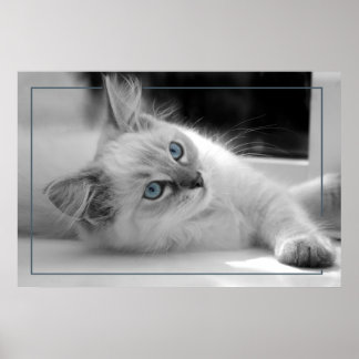 Póster Ojos coloreados, poster de gatito de ragdoll