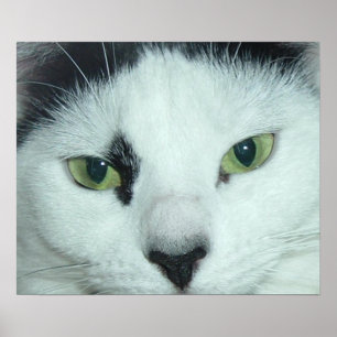 Póster Ojos de gato