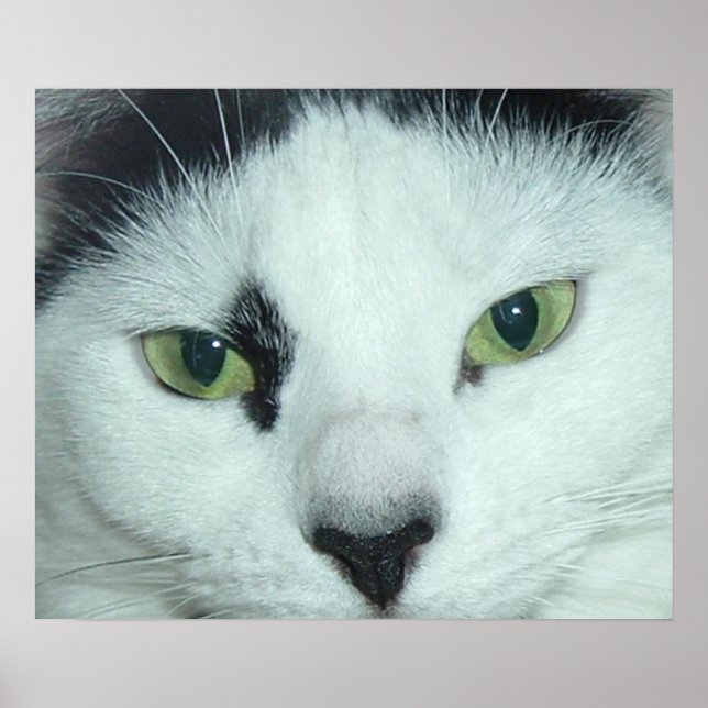 Póster Ojos de gato (Frente)