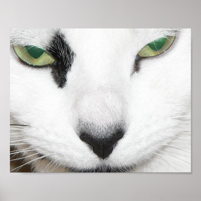 Póster Ojos de gato (Frente)
