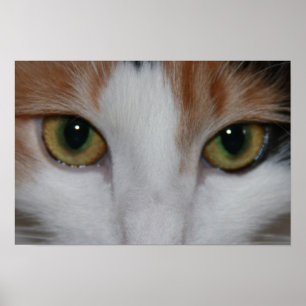 Póster Ojos de gato