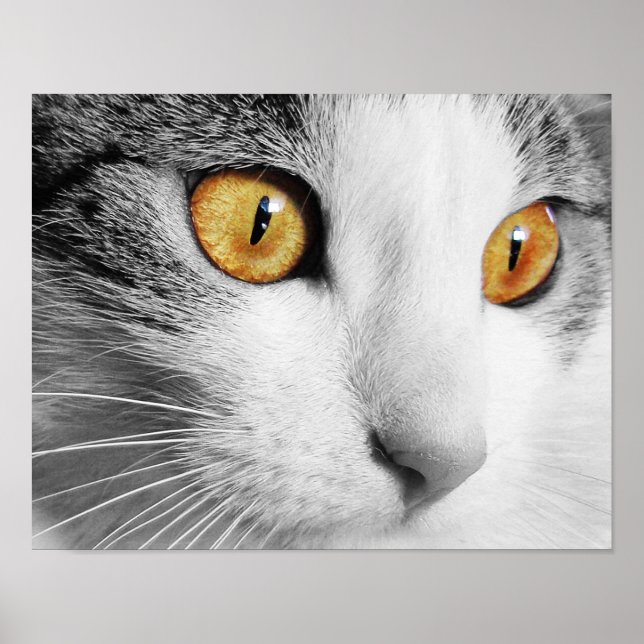 Póster Ojos de gato (Frente)