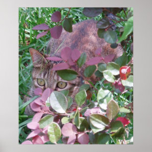 Póster Ojos de gato deslumbrantes