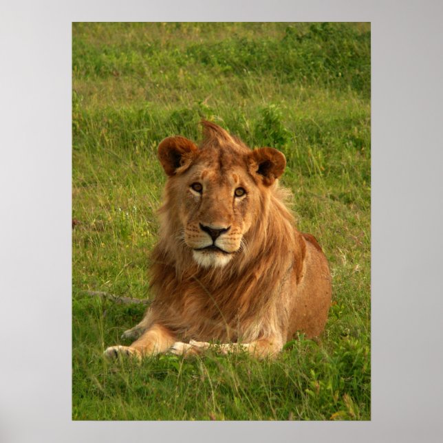 Póster Ojos de leones (Frente)