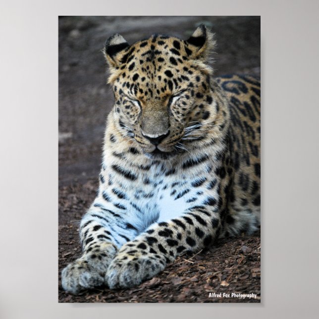 Póster Ojos de leopardo cerrados (Frente)