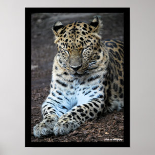 Póster Ojos de leopardo cerrados